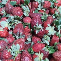 Jual Strawberry 1 Kilo | Shopee Indonesia