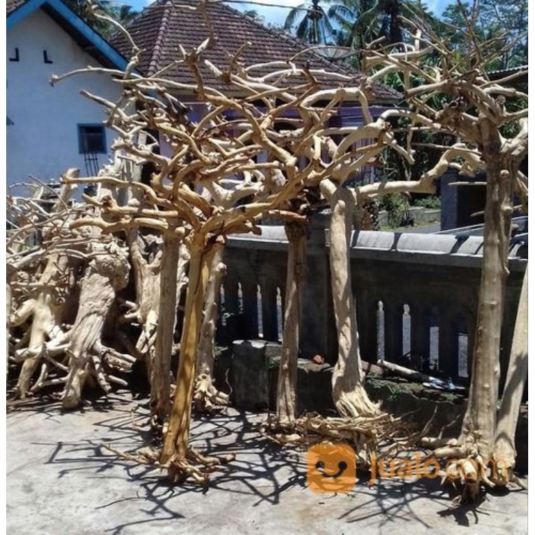 Jual Tangkringan Burung Dari Pohon Kayu Kopi Tinggi Cm Shopee Indonesia