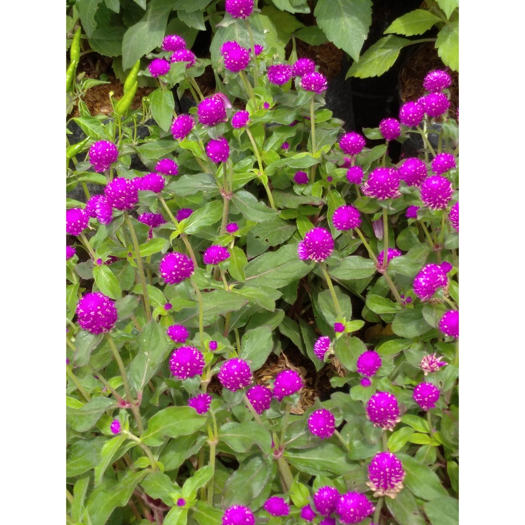 Jual TANAMAN HIAS BUNGA KENOP MERAH PUTIH~Bibit Bunga Kancing~Gomphrena ...