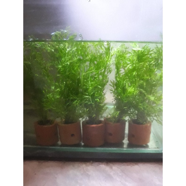 Jual tanaman pot pakis air aquascape | Shopee Indonesia