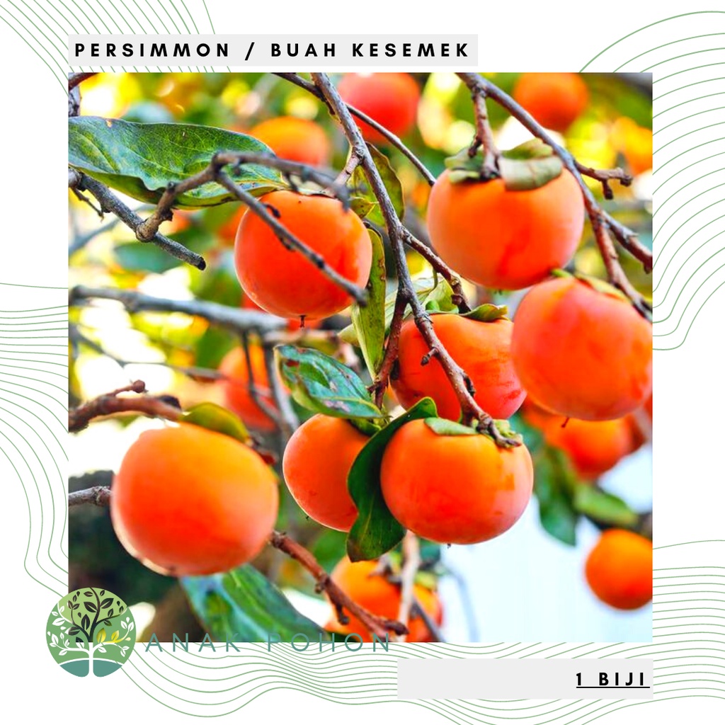 Jual Benih Bibit Biji Oriental Persimmon / Buah Kesemek (Diospyros
