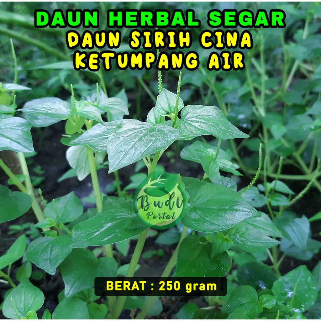 Jual Daun Sirih Cina Ketumpang Air Herbal Segar 250 Gram Shopee Indonesia