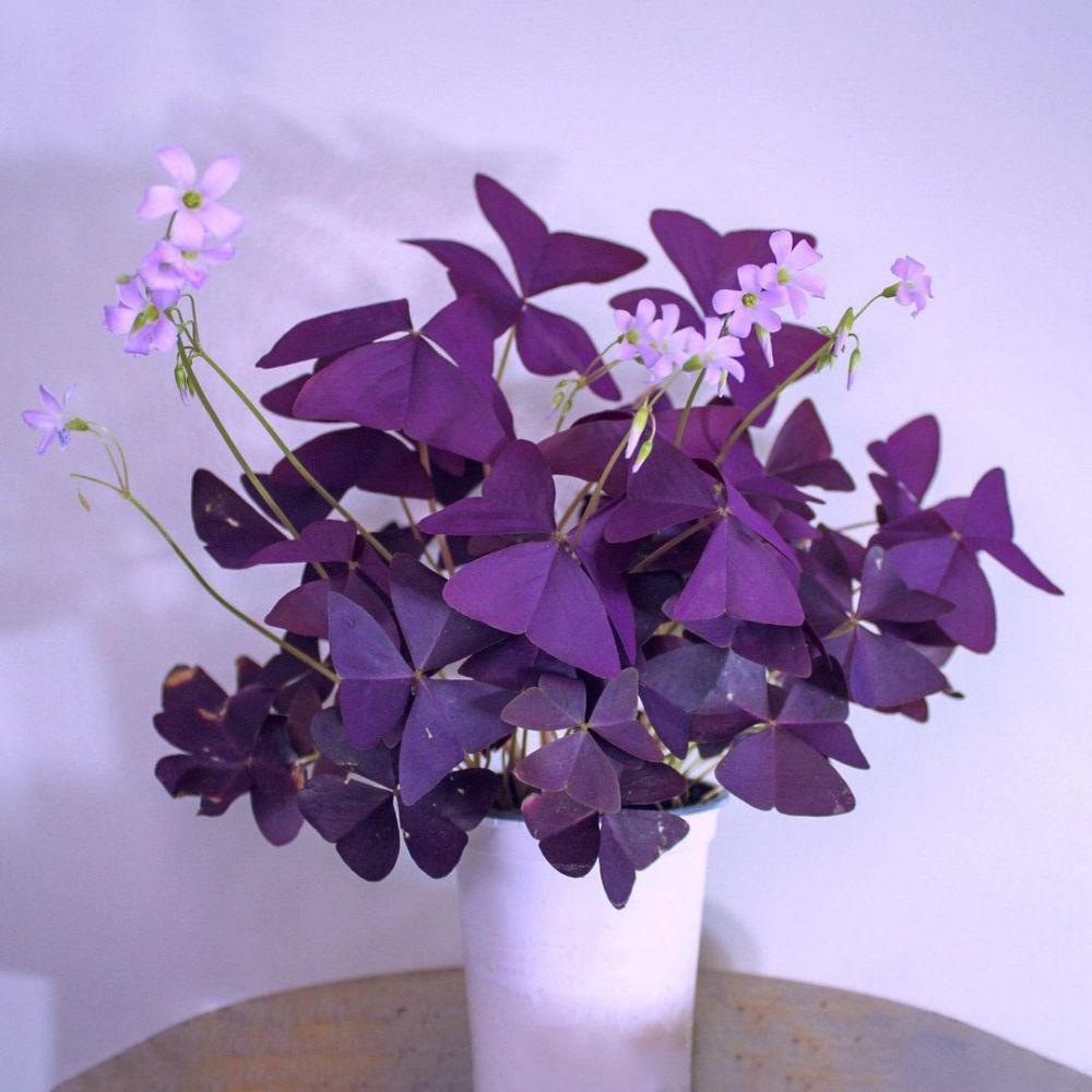 Jual bunga oxalis (bunga kupu kupu) | Shopee Indonesia