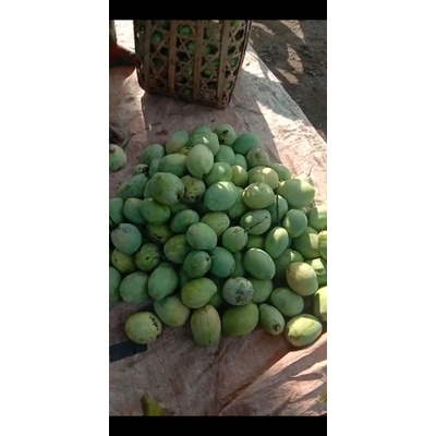 Jual Mangga Cengkir Indramayu Mengkal | Shopee Indonesia