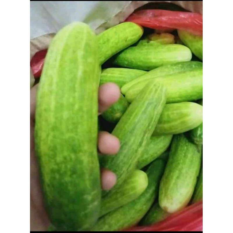 Jual Ketimun fresh 1 kg | Shopee Indonesia