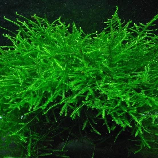 Jual Java Moss Bahan Tanaman Aquascape Low CO2 Shopee Indonesia