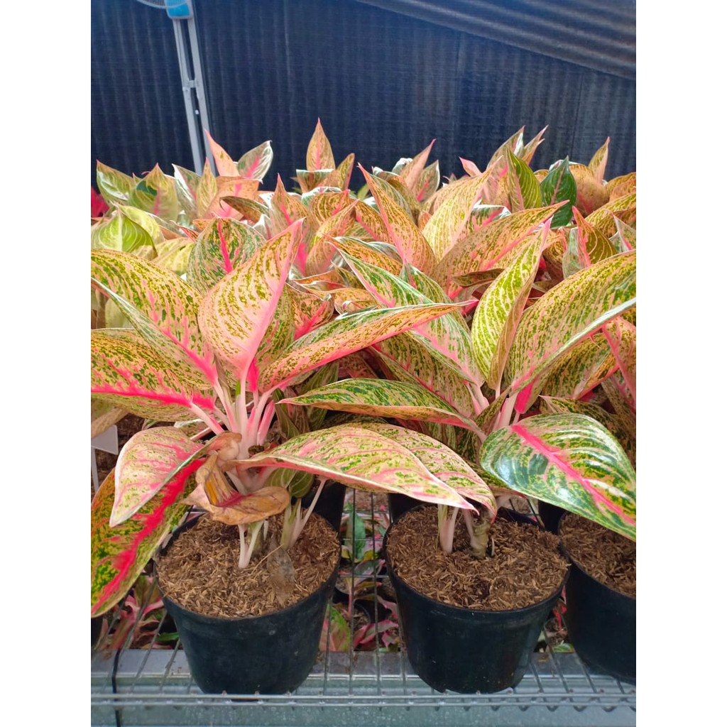 Jual INDUKAN LEGASI Isi 2-4 (Tanaman Hias Aglaonema/Aglonema) | Shopee ...