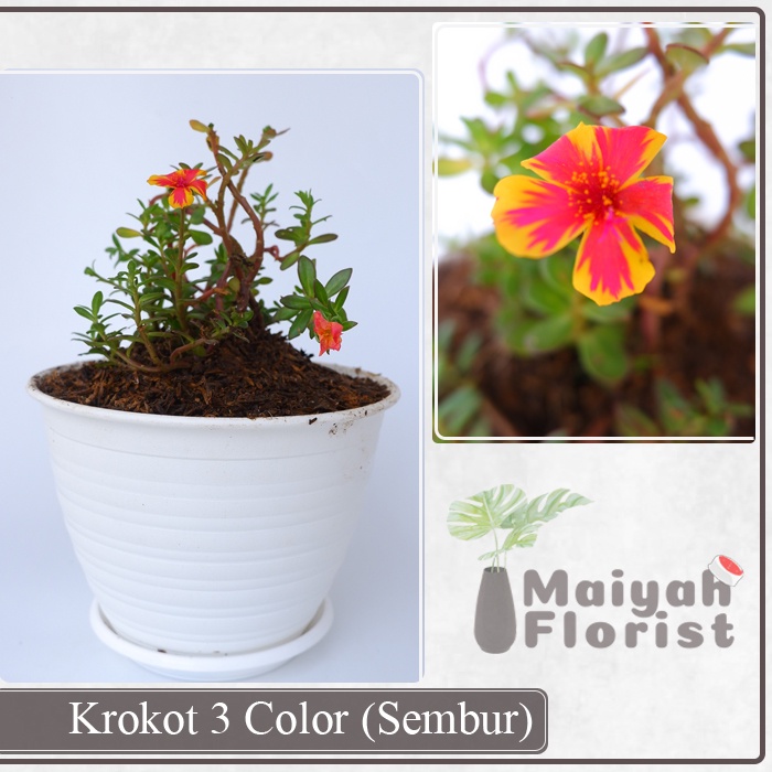 Jual Krokot 3 Color - Tanaman Hias | Shopee Indonesia