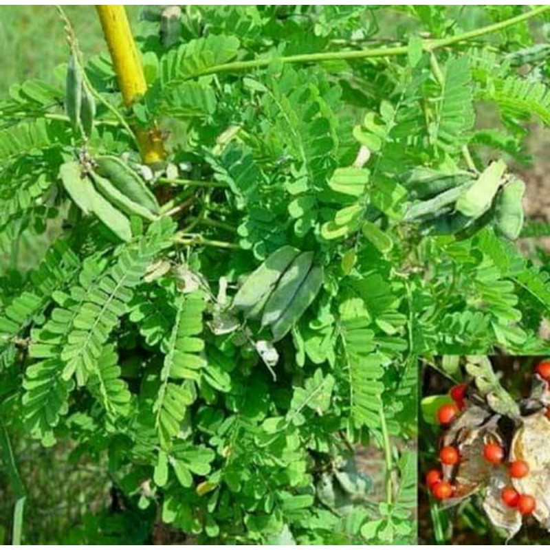 Jual Daun saga rambat saga manis segar 50 helai | Shopee Indonesia
