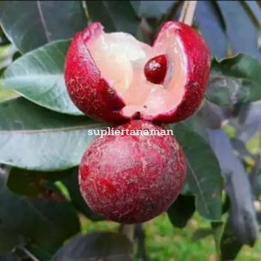 Jual Bibit Tanaman Kelengkeng Merah Ruby Longan Shopee Indonesia