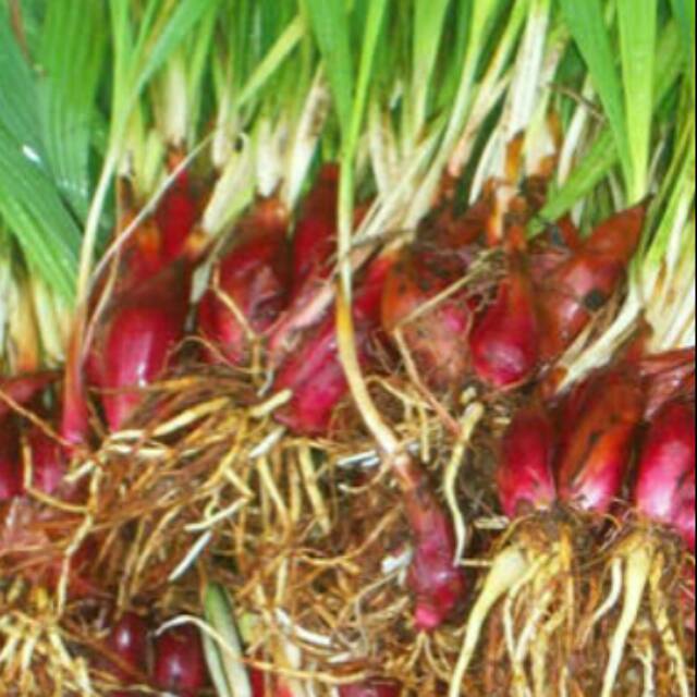 Jual bibit berambang sabrang - dayak 2pcs | Shopee Indonesia