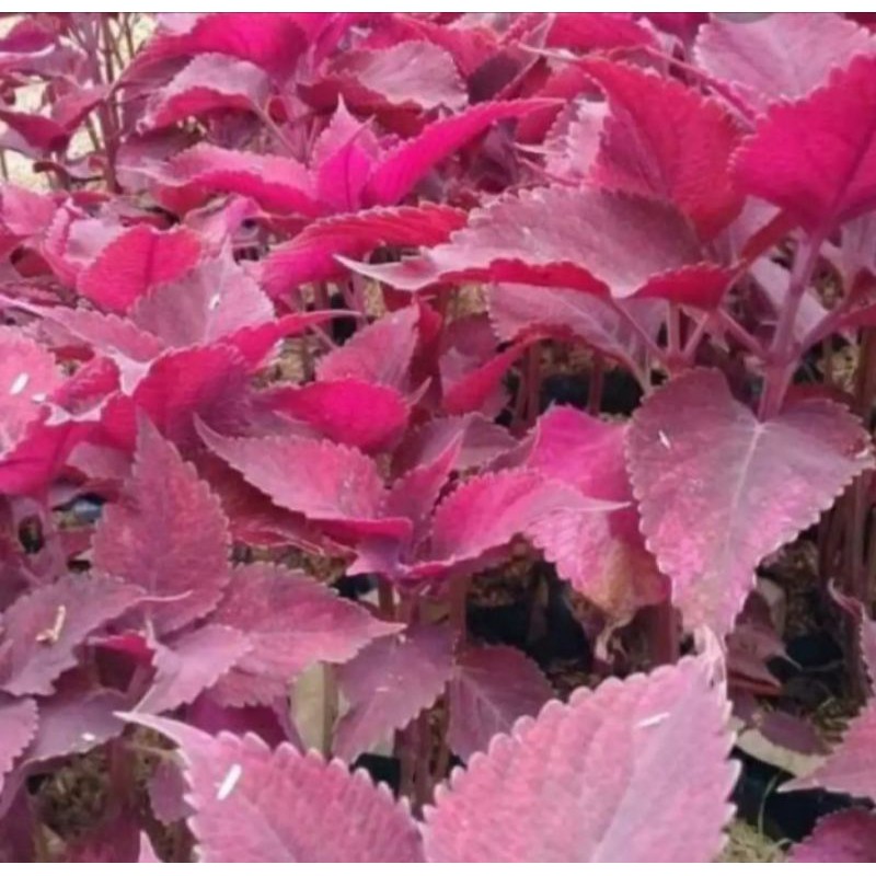 Jual pohon Miana merah/Tanaman herbal/Tanaman hias Miana | Shopee Indonesia