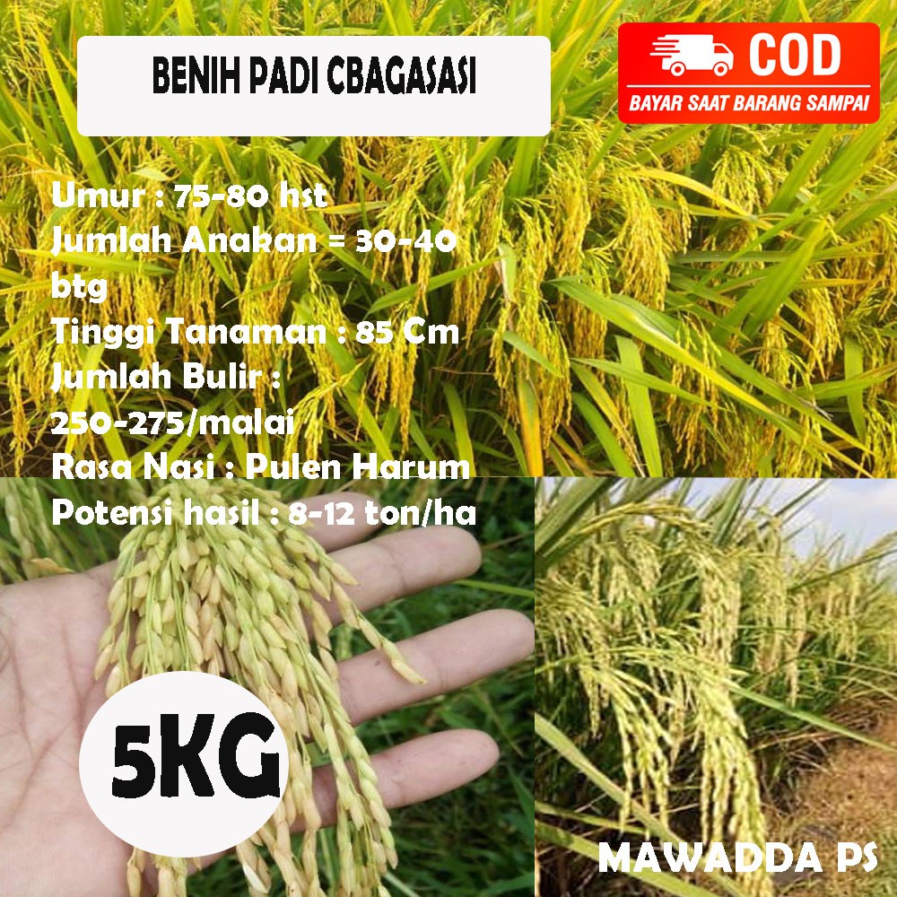 Jual Benih Padi Unggul Cbagasasi 5 Kg Cibagasasi Shopee Indonesia