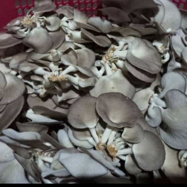 Jual Jamur Tiram Coklat/Jamur barat 1kg Shopee Indonesia