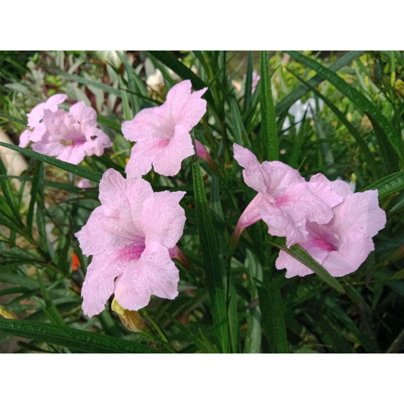 Jual Bunga Reullia Pink / Kencana Pink Jenis Batang Tinggi | Shopee ...
