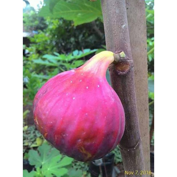 Best! Bibit Buah Tin Red Palestin Estu!