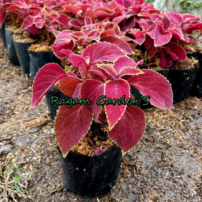 Jual Ragam'S: tanaman hias miana merah | Shopee Indonesia