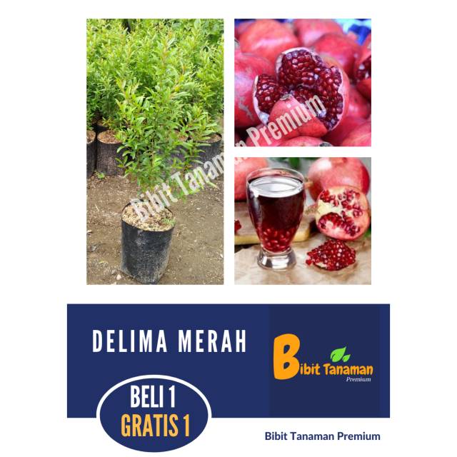 Jual Bibit Delima Merah Beli Gratis Bibit Tanaman Premium Shopee Indonesia