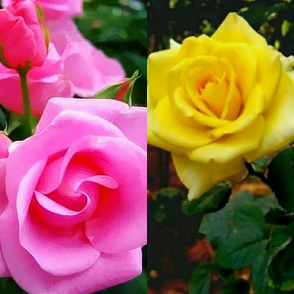Jual PAKET HEMAT 2 BUNGA MAWAR 2 WARNA PINK DAN KUNING SUPER WANGI ...