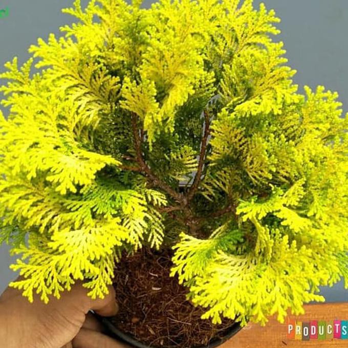 Jual Discount Tanaman Cemara Inoki / Chamaecyparis Lawsoniana Golden ...