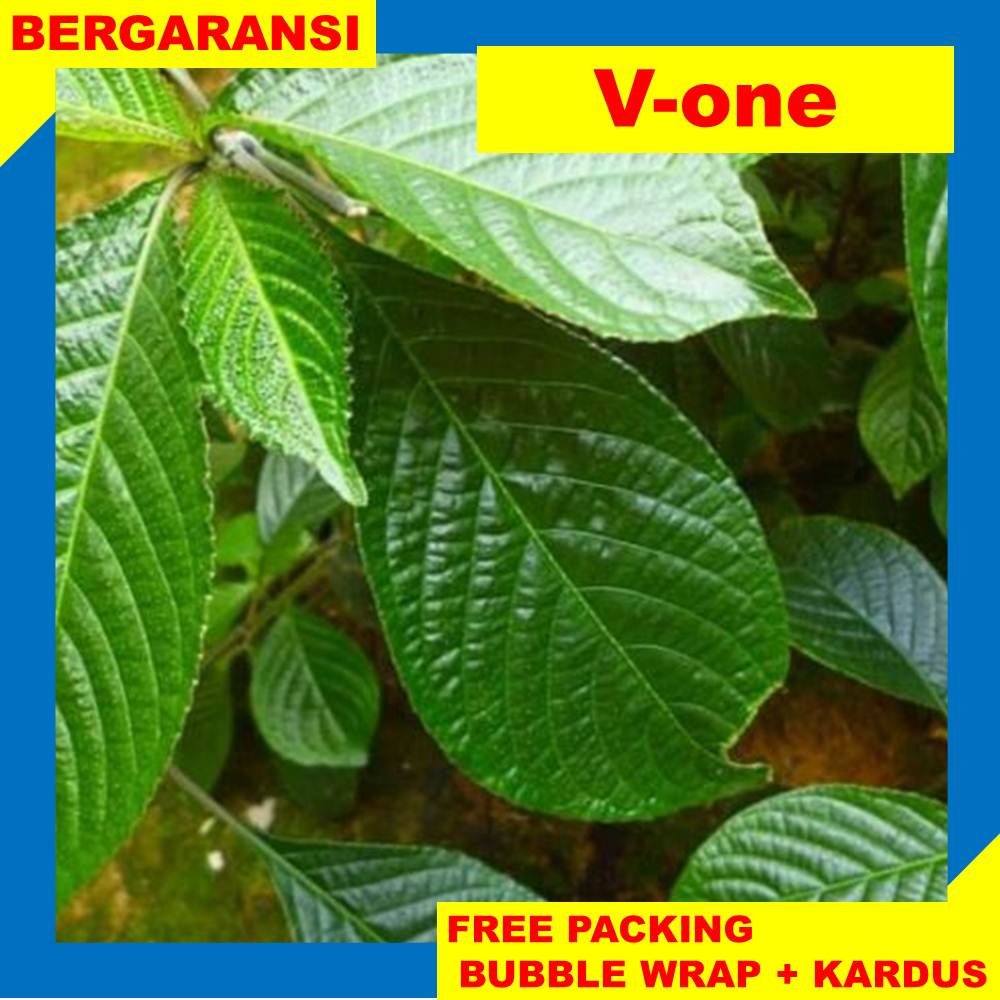 Jual Daun Keji Beling/ Pecah Beling 100gram Segar | Shopee Indonesia