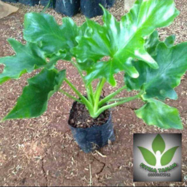 Jual Pohon Philo Dendrum / Tanaman Hias Pohon Philo Jari-Philo Dendrum ...