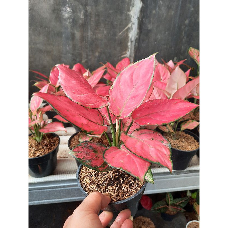 Jual paket hemat 3 pohon(pilo bhirkin,red anja,katrina) | Shopee Indonesia