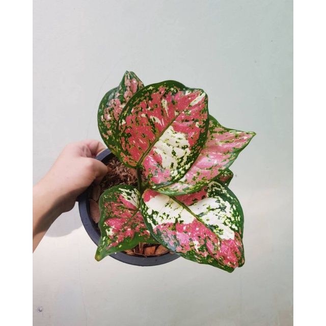 Jual AGLONEMA TRI COLOR TANAMAN HIAS CANTIK DAN SEHAT AGLAONEMA TRI ...