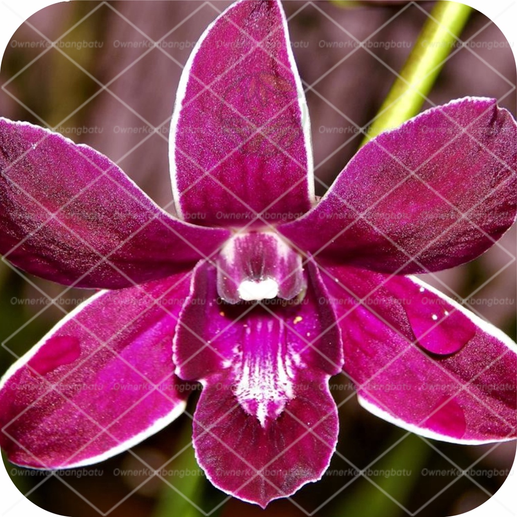 Jual Anggrek Dendrobium Bintang Caesar Red | Shopee Indonesia