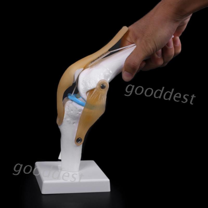 Medical props model Human Anatomical Knee Joint Flexible Skeleton Model Medical Learning Aid Anatomy