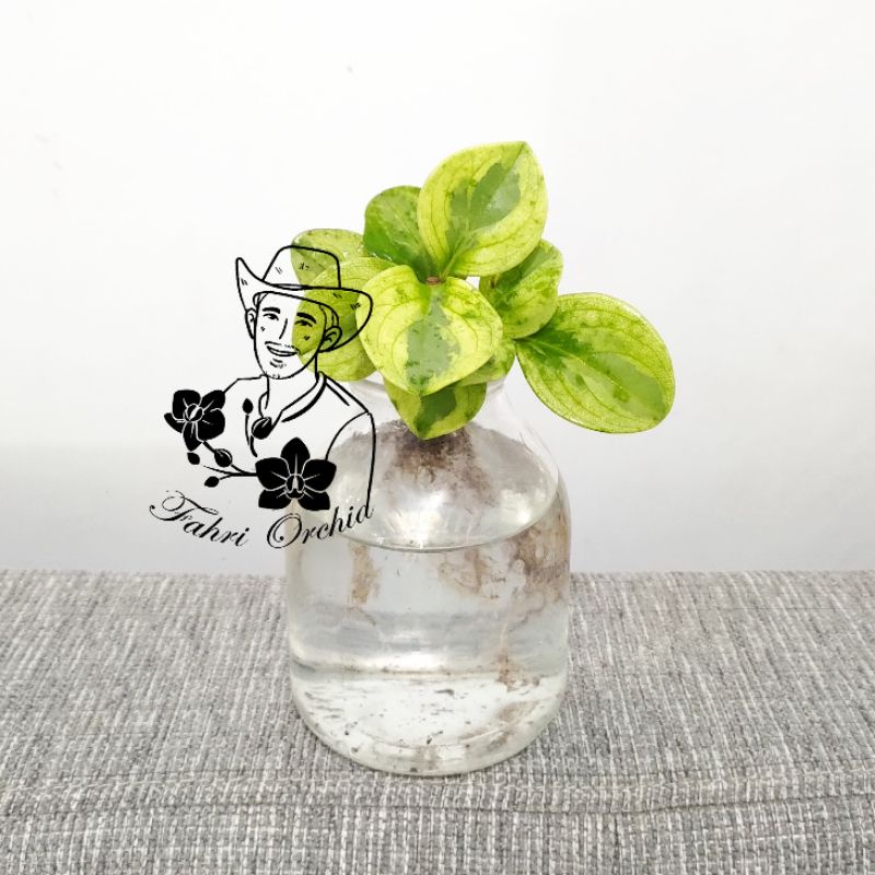 Jual Fahriorchid Peperomia Obtusifolia Variegata Bisa Hidup Di Air