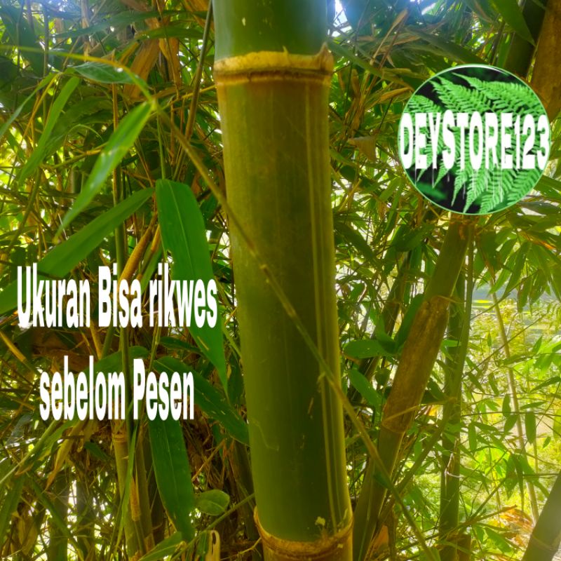 Jual Potongan Bambu Hijou Besar Panjang 50cm | Shopee Indonesia