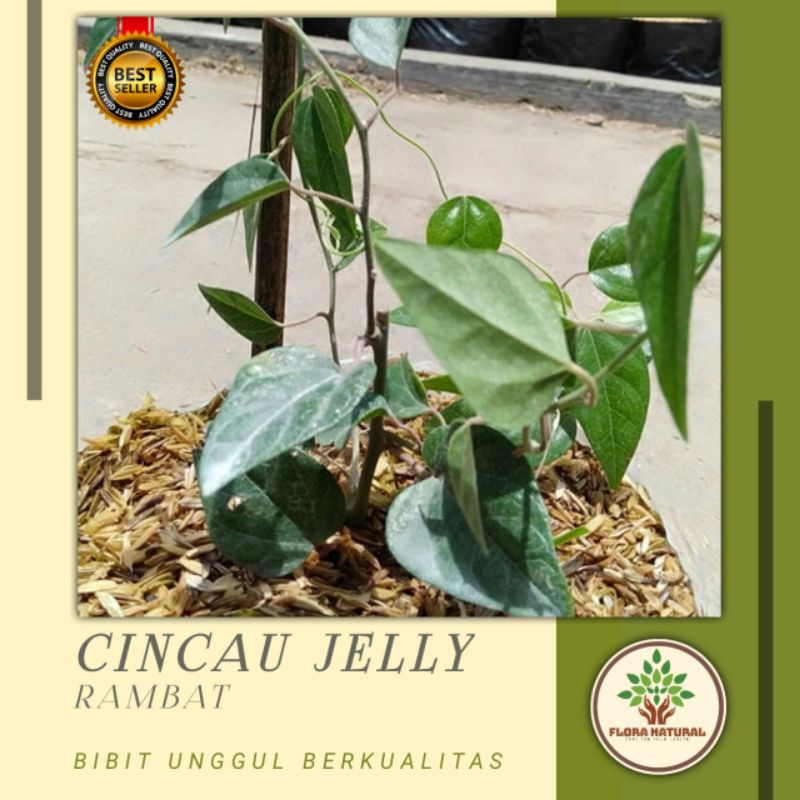 Jual Bibit tanaman cincau jelly Pohon cincau rambat Daun cincau ...