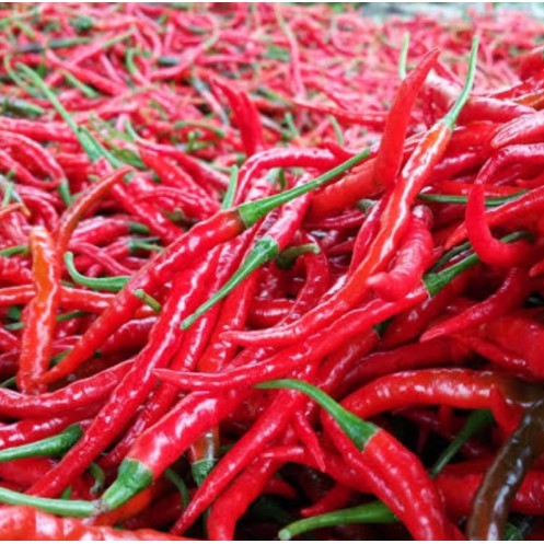 Jual Cabe Keriting Terlengkap & Harga Terbaru Agustus 2026 | Shopee ...