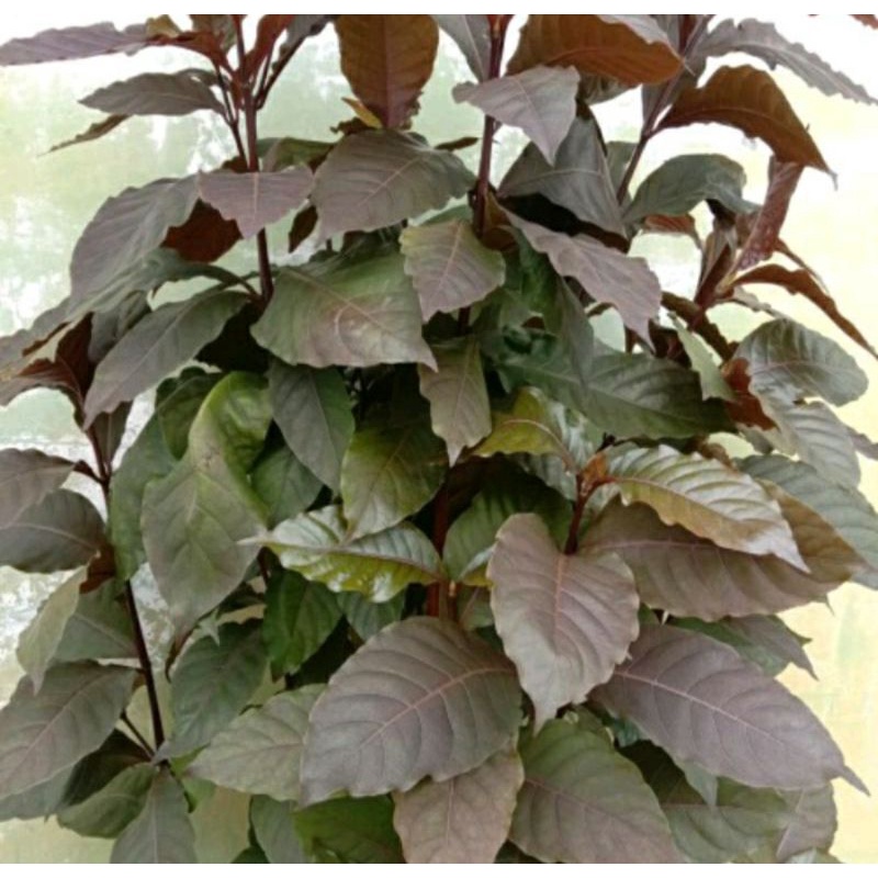 Jual Daun Ungu Obat Ambeien Wasir 400 LEMBAR Berat 1 Kg / Daun Wungu