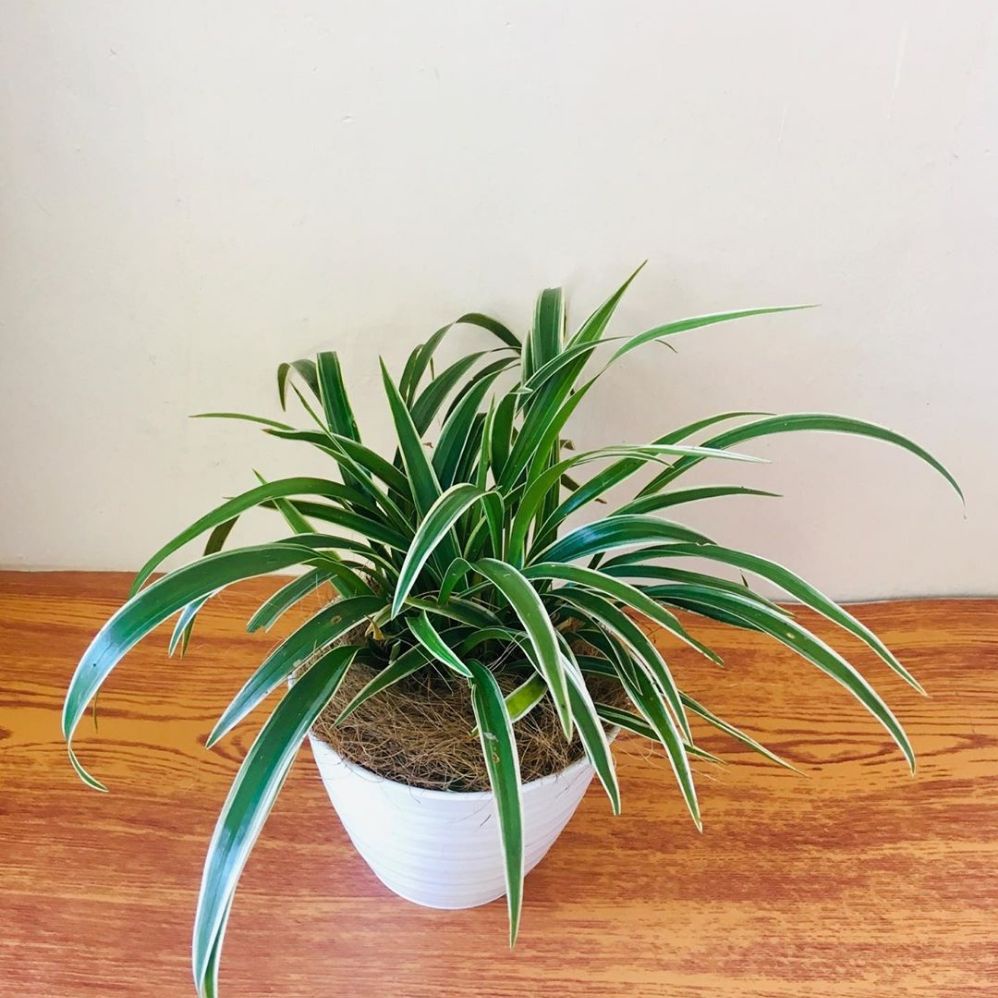 Jual Tanaman Hias Lili Paris Hawai Tanaman Hias Spider Plant Tanaman Hias Liliparis