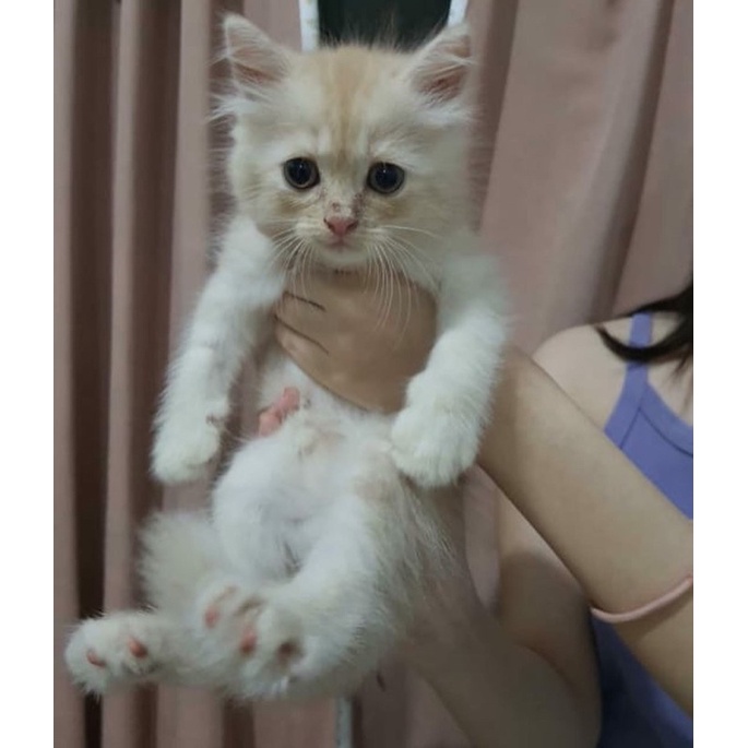 Jual anakan kitten kucing persia flatnose calico peaknose ragdoll