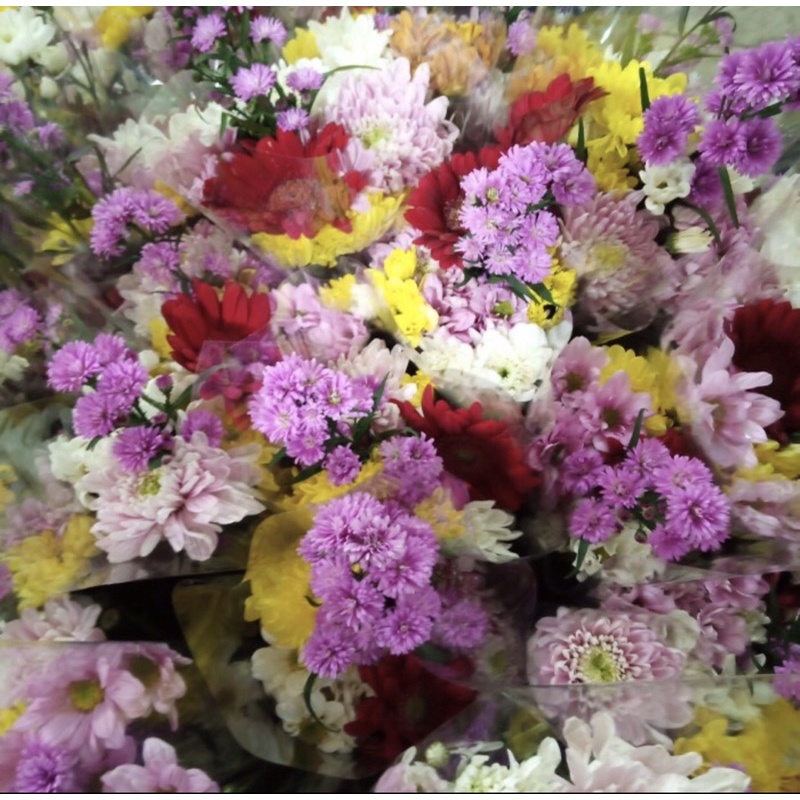 Jual Bunga Aster Mix / Buga Asli Fresh Flower | Shopee Indonesia