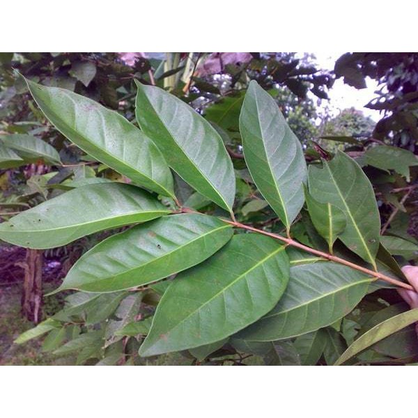 Daun Salam (Syzygium polyanthum): Rahasia Alami Menurunkan Gula Darah dan Melancarkan Pencernaan