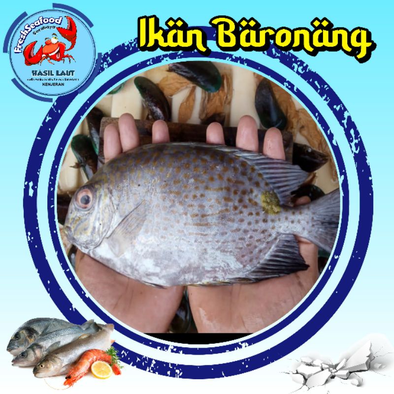 Jual Ikan Baronang Besar 1kg Shopee Indonesia