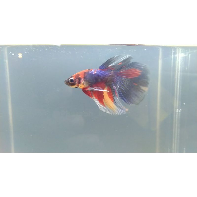 Jual Halfmoon Nemo | Shopee Indonesia