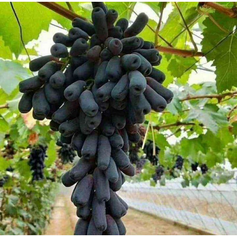 BIBIT ANGGUR IMPORT MOONDROP garansi valid 100%