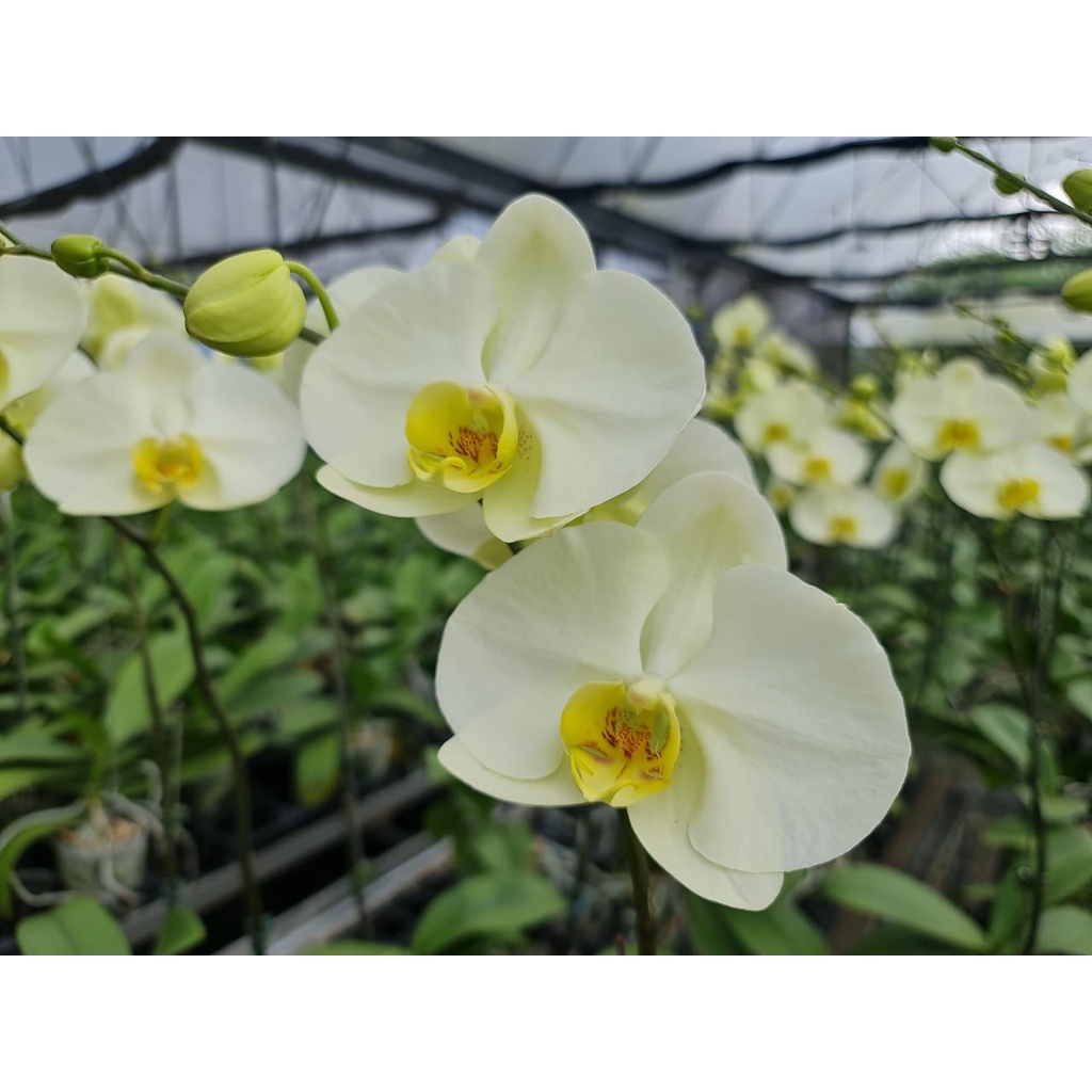 Moon Orchid Anggrek Bulan Premium Yellow