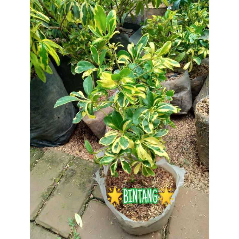 Jual Tanaman Hias Walisongo Golden Variegata Shopee Indonesia