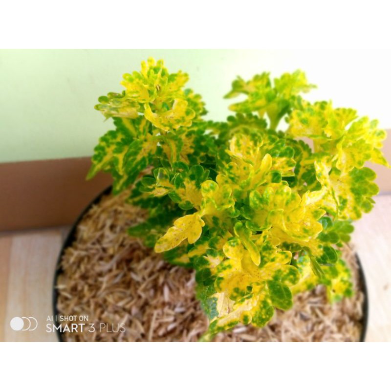 Jual TANAMAN MIANA EKOR NAGA KUNING/ coleus electrik lime solenostemon ...