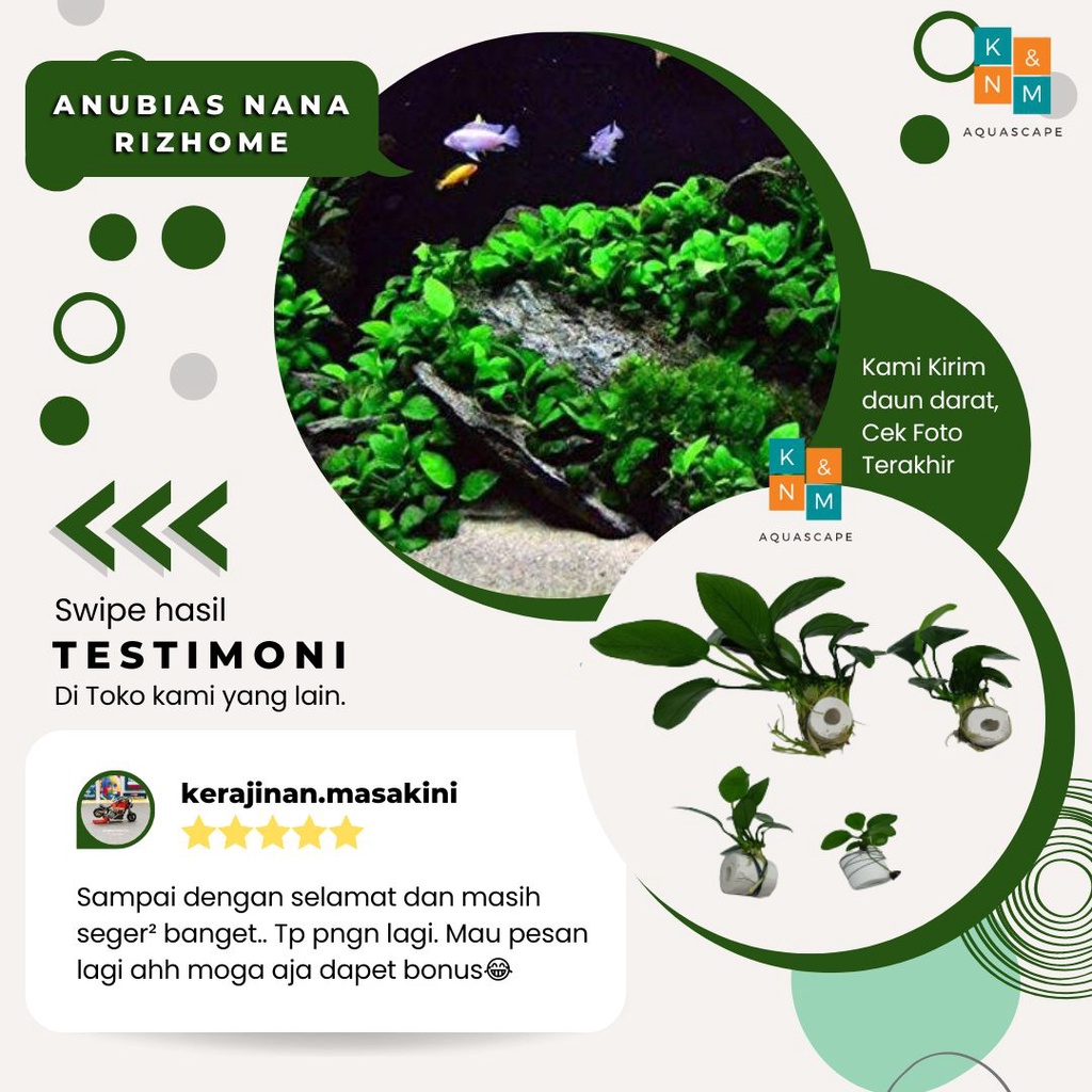 Jual Anubias Nana Size S M L Calon Mp Indukan Tanaman Tumbuhan