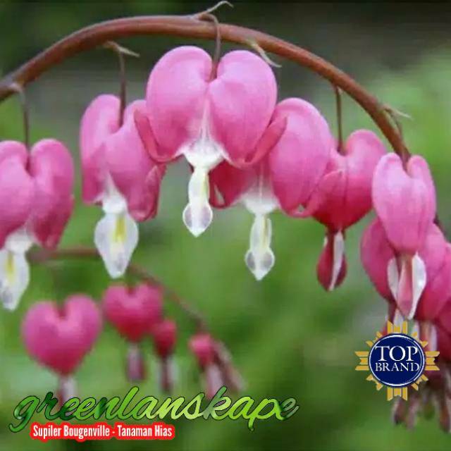 Jual Tanaman hias rambat air mata pengantin 1 meter bunga pink ...