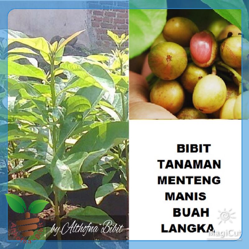 Jual Bibit Tanaman Pohon Buah Menteng Kepundung Bibit Menteng Buah Langka Terlaris Shopee