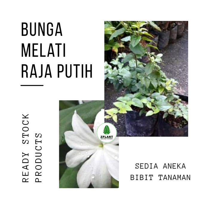 Jual Bibit Pohon Bunga Melati Raja Putih King Jasmine Jasminum Rex Unik ...