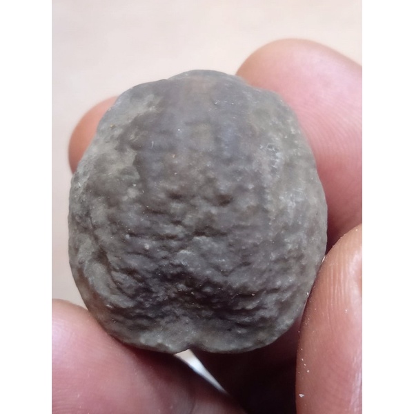 Jual Muncang adu Yanti Raja Batok (tebal) | Shopee Indonesia
